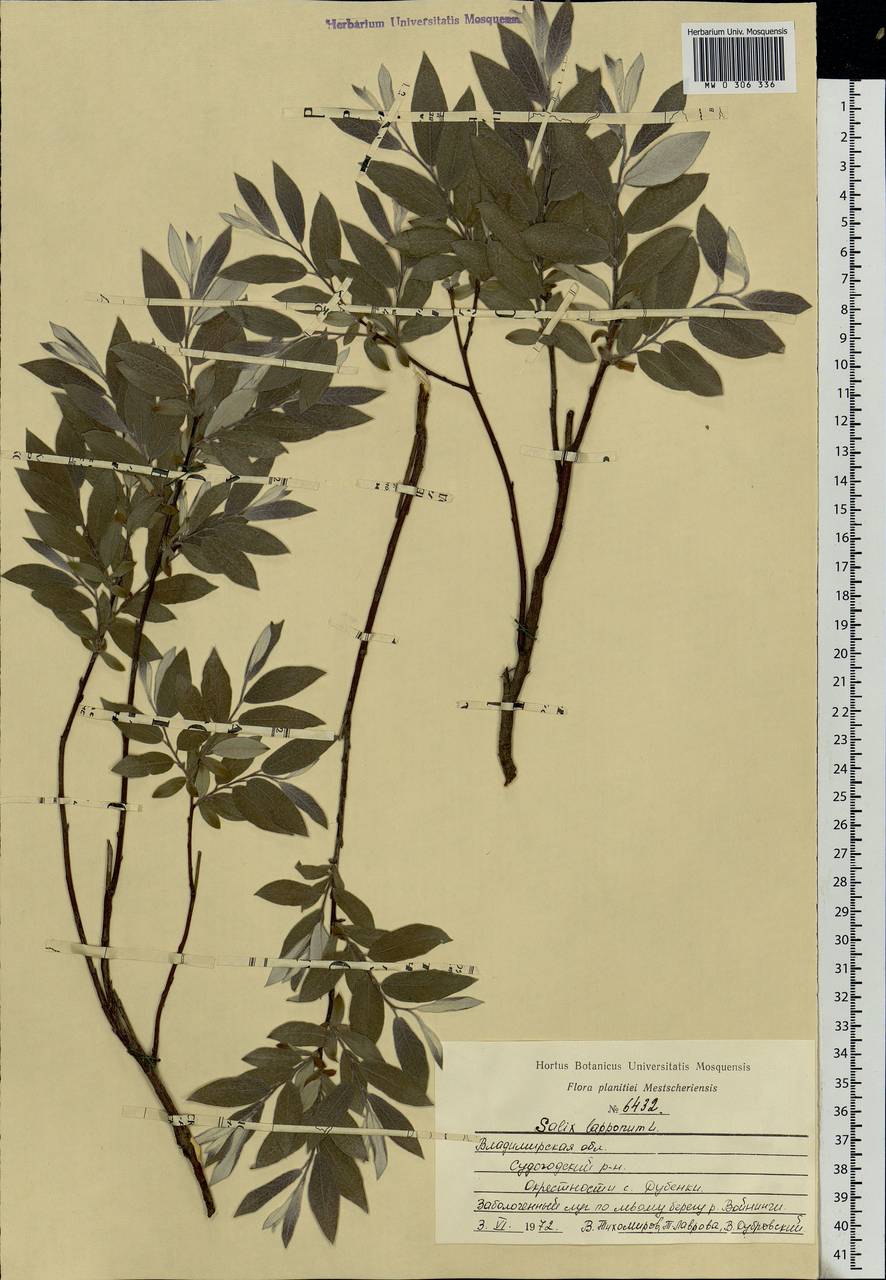 Salix lapponum, Eastern Europe, Central region (E4) (Russia)