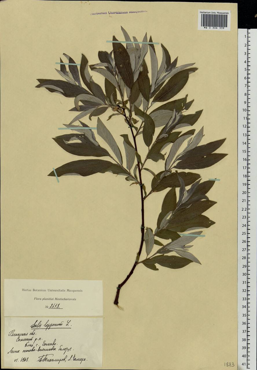 Salix lapponum, Eastern Europe, Central region (E4) (Russia)