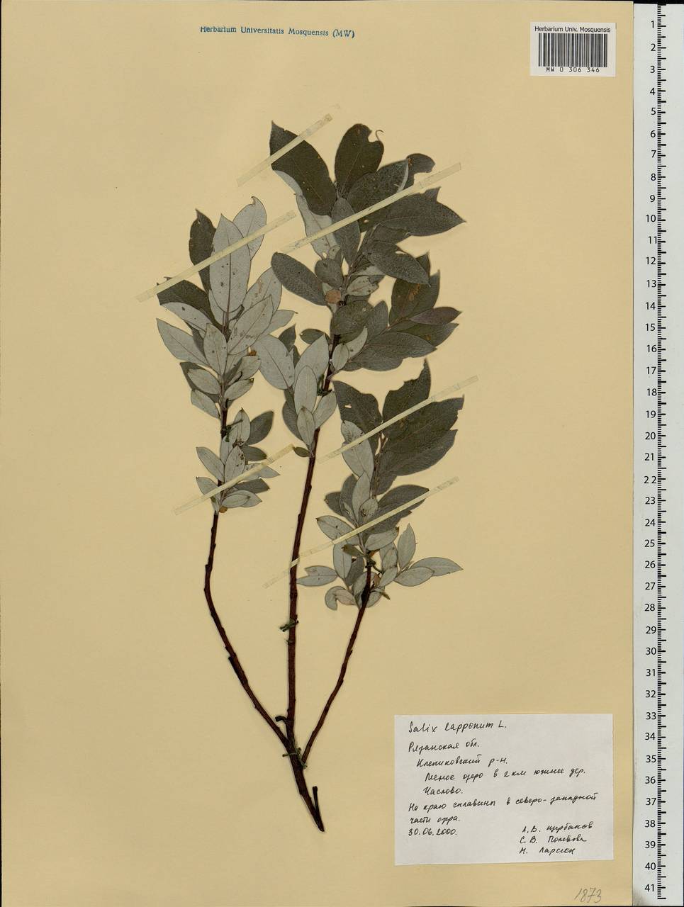 Salix lapponum L., Eastern Europe, Central region (E4) (Russia)