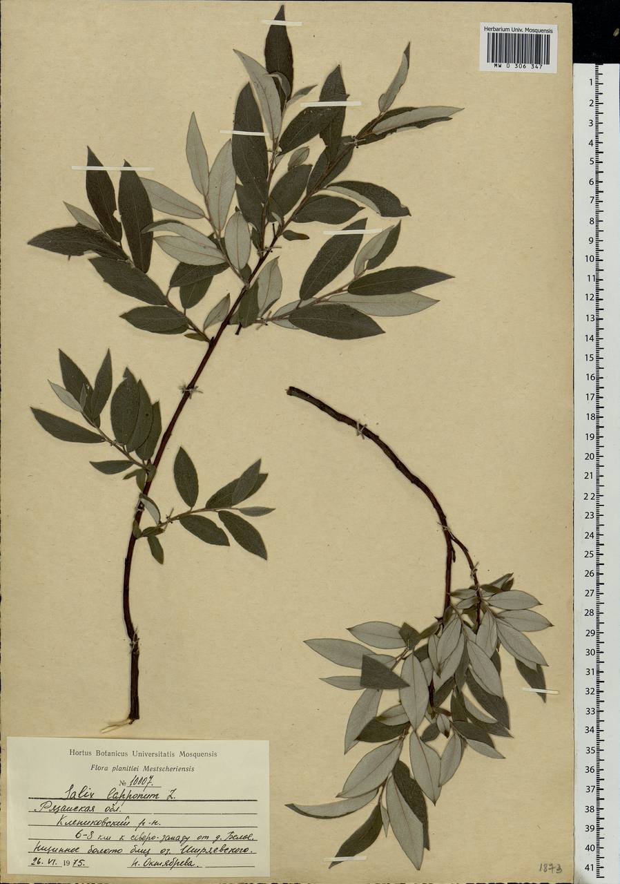 Salix lapponum, Eastern Europe, Central region (E4) (Russia)