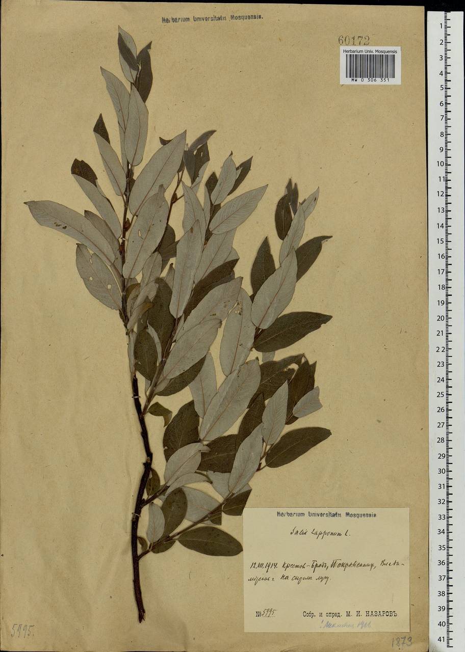 Salix lapponum, Eastern Europe, Moscow region (E4a) (Russia)