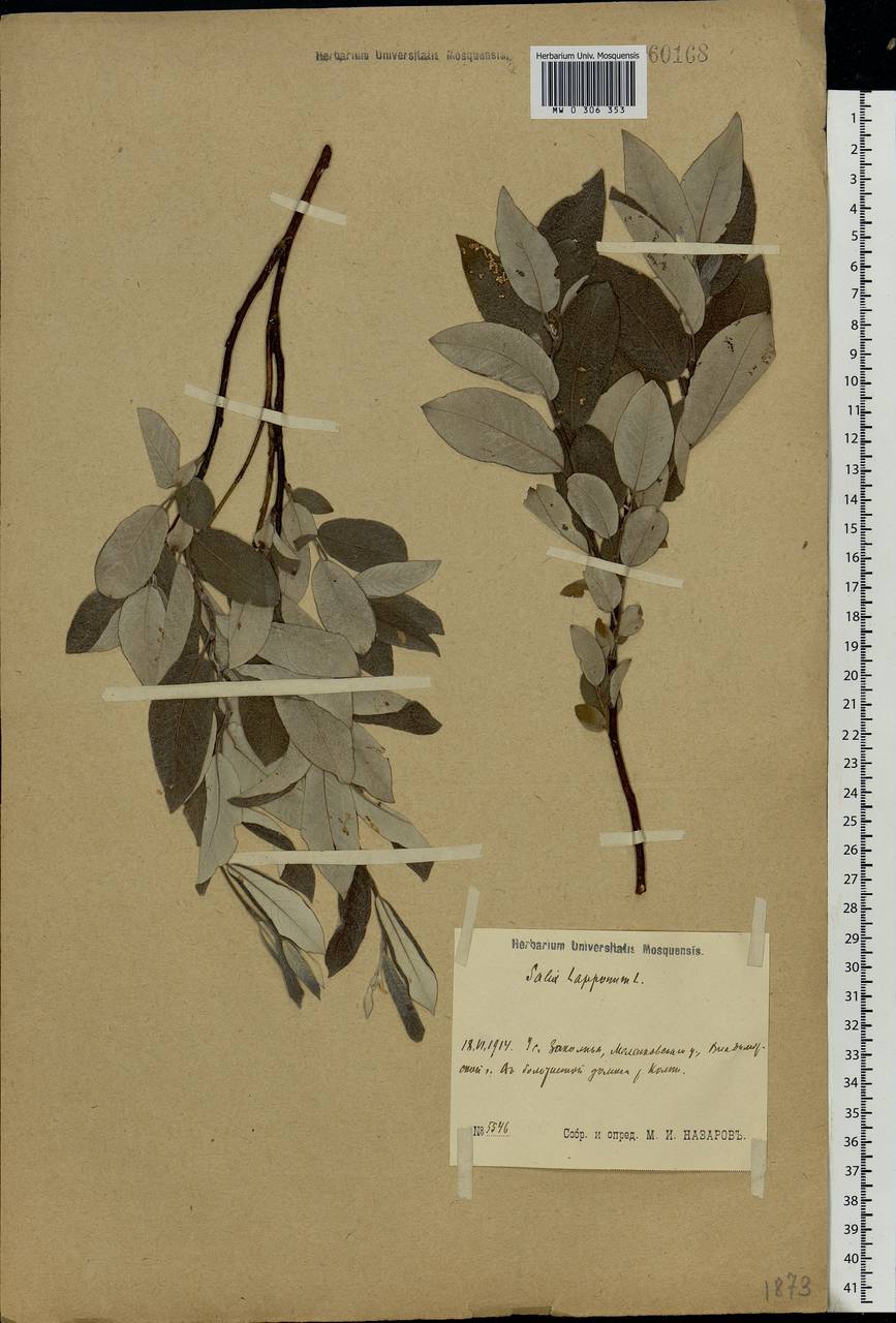 Salix lapponum L., Eastern Europe, Central region (E4) (Russia)