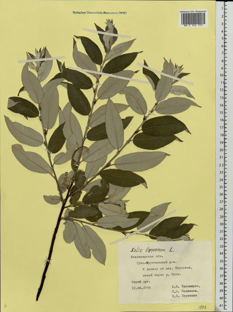 Salix lapponum, Eastern Europe, Central region (E4) (Russia)