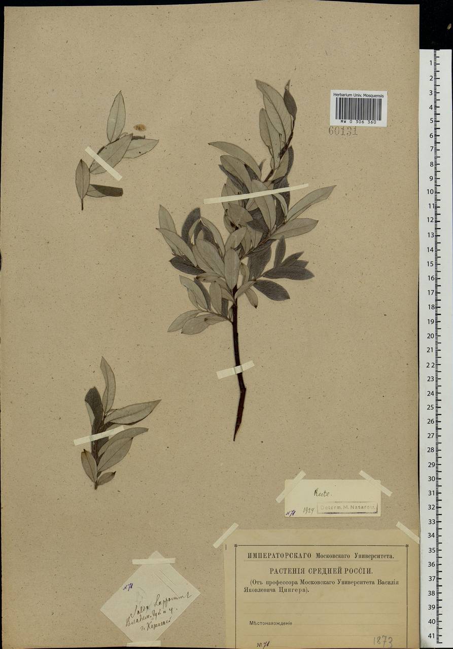Salix lapponum L., Eastern Europe, Central region (E4) (Russia)