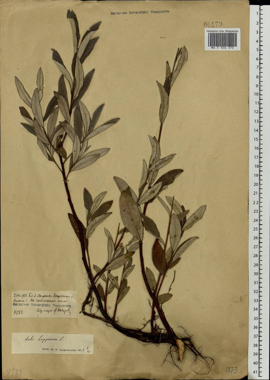 Salix lapponum, Eastern Europe, Central region (E4) (Russia)