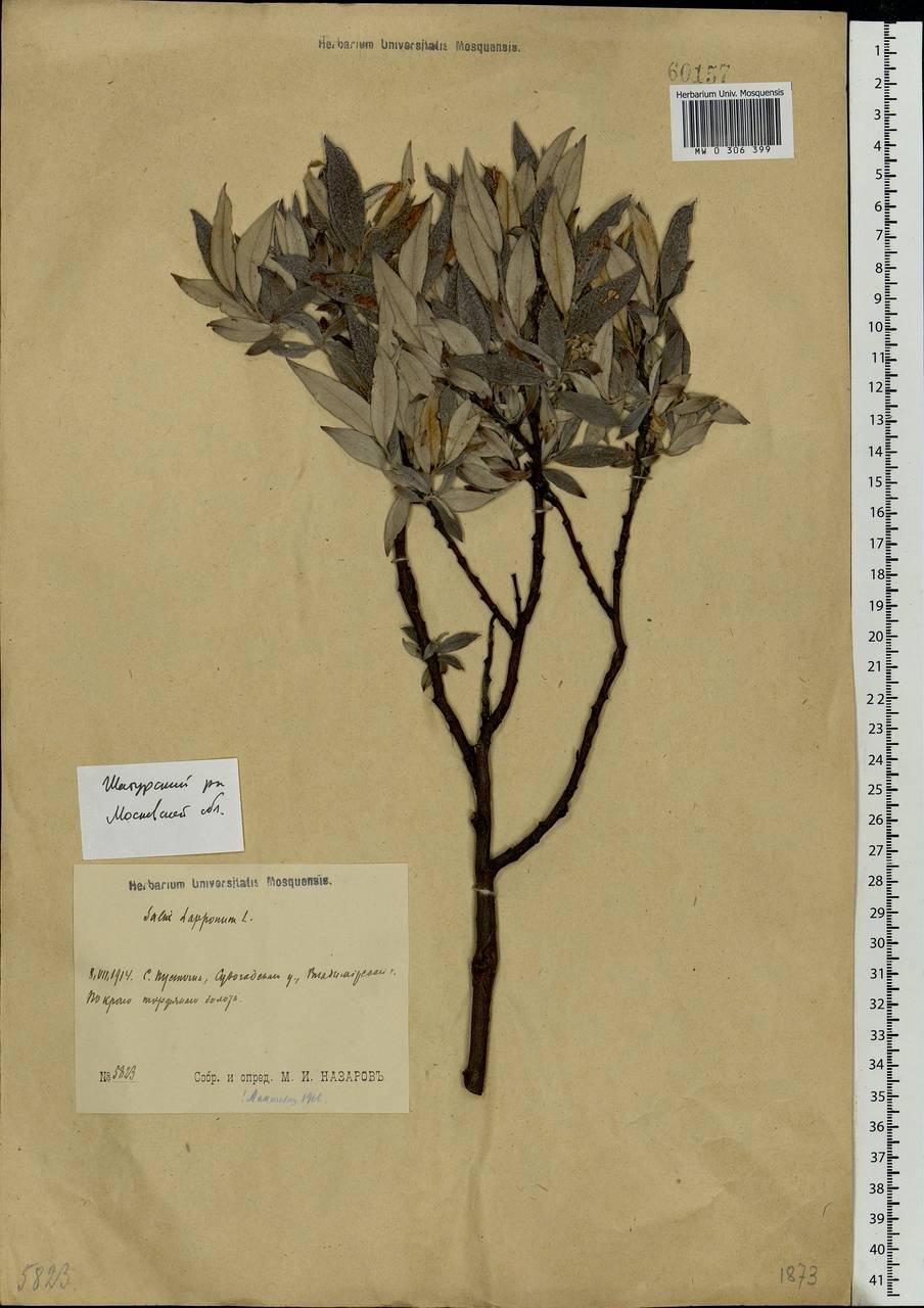 Salix lapponum, Eastern Europe, Moscow region (E4a) (Russia)