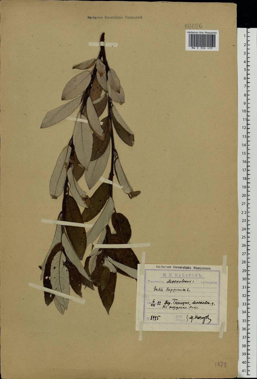 Salix lapponum L., Eastern Europe, Moscow region (E4a) (Russia)