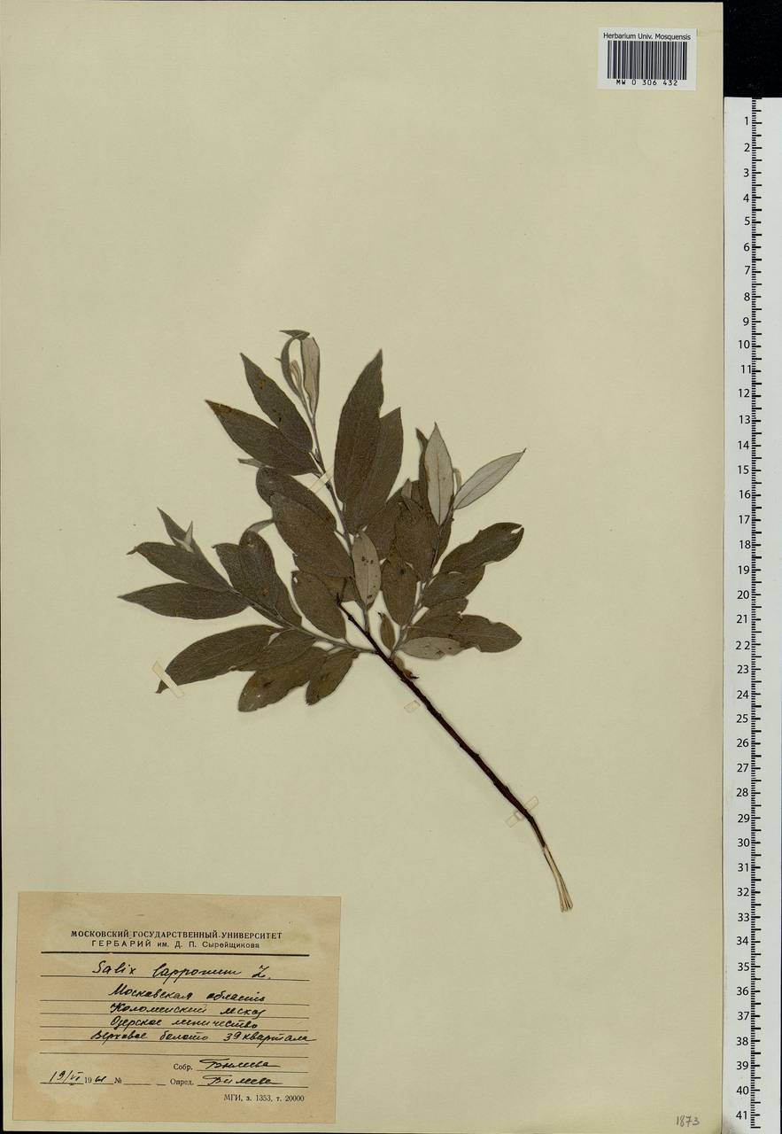 Salix lapponum, Eastern Europe, Moscow region (E4a) (Russia)