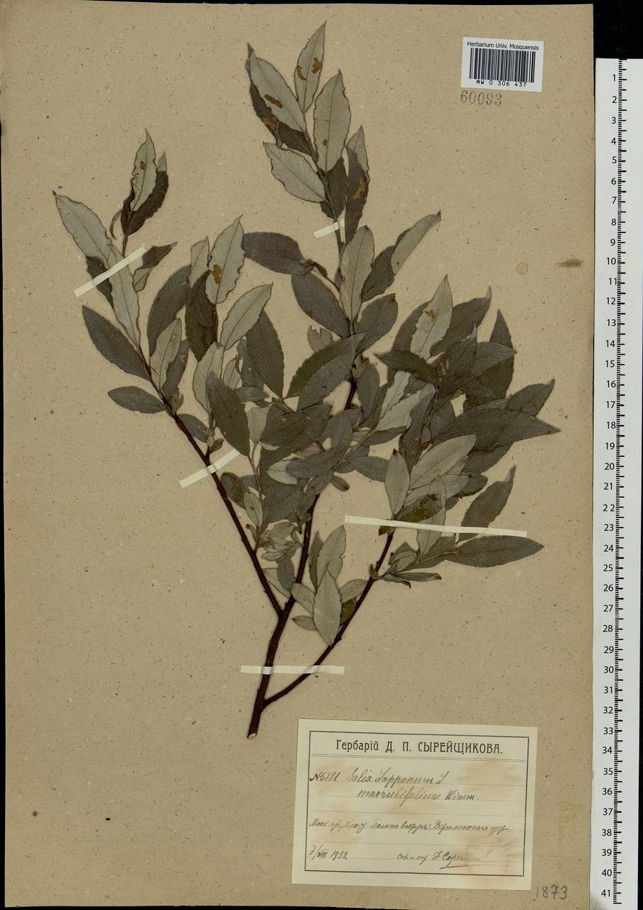 Salix lapponum, Eastern Europe, Moscow region (E4a) (Russia)