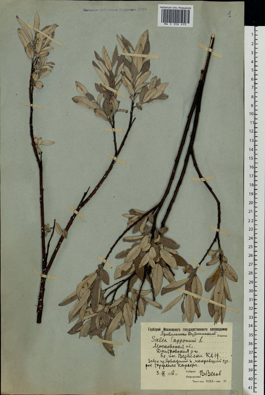 Salix lapponum, Eastern Europe, Moscow region (E4a) (Russia)