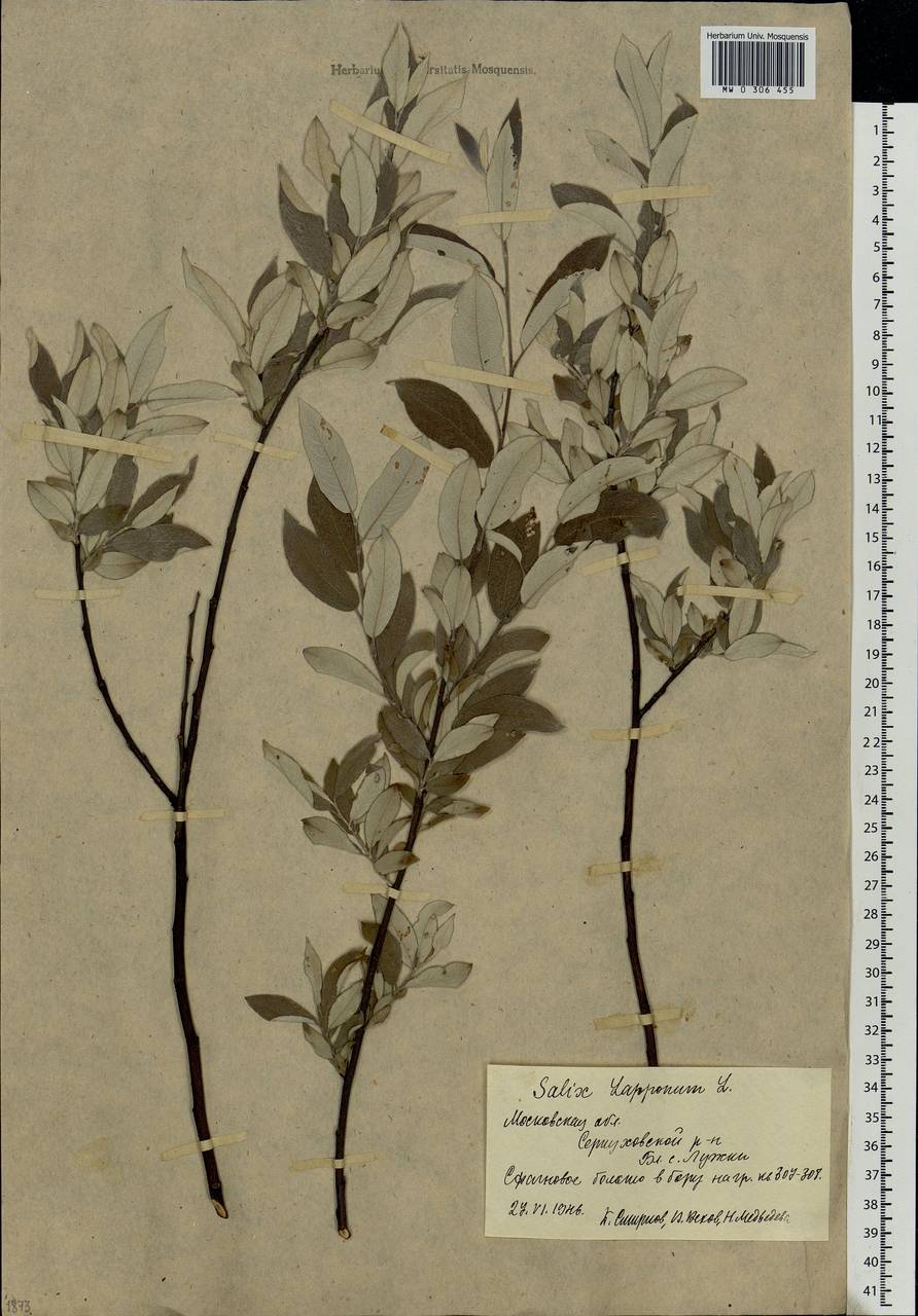 Salix lapponum, Eastern Europe, Moscow region (E4a) (Russia)