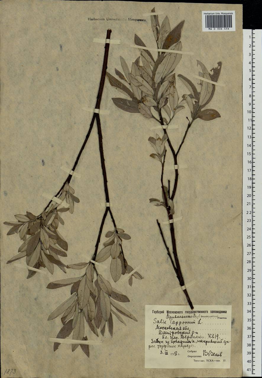 Salix lapponum L., Eastern Europe, Moscow region (E4a) (Russia)