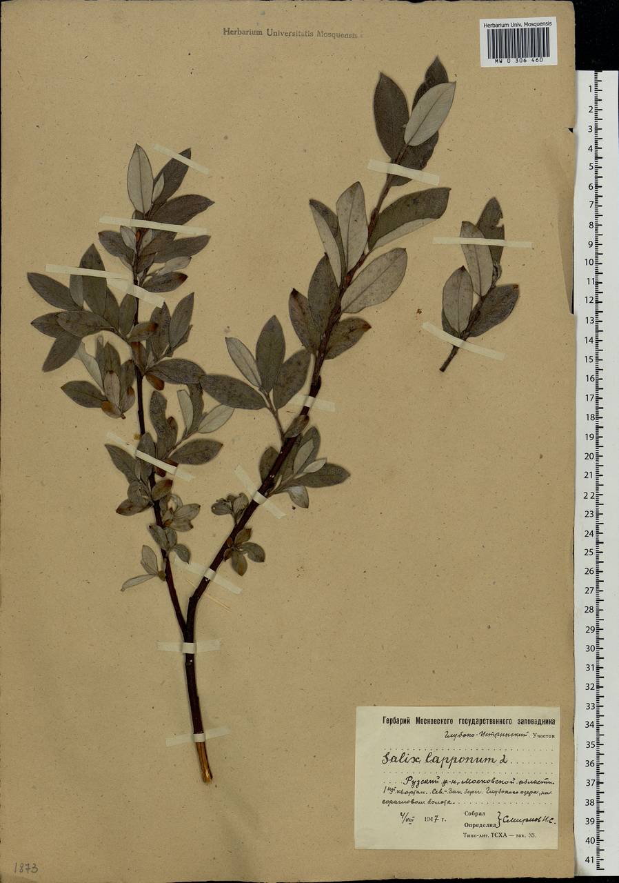 Salix lapponum, Eastern Europe, Moscow region (E4a) (Russia)