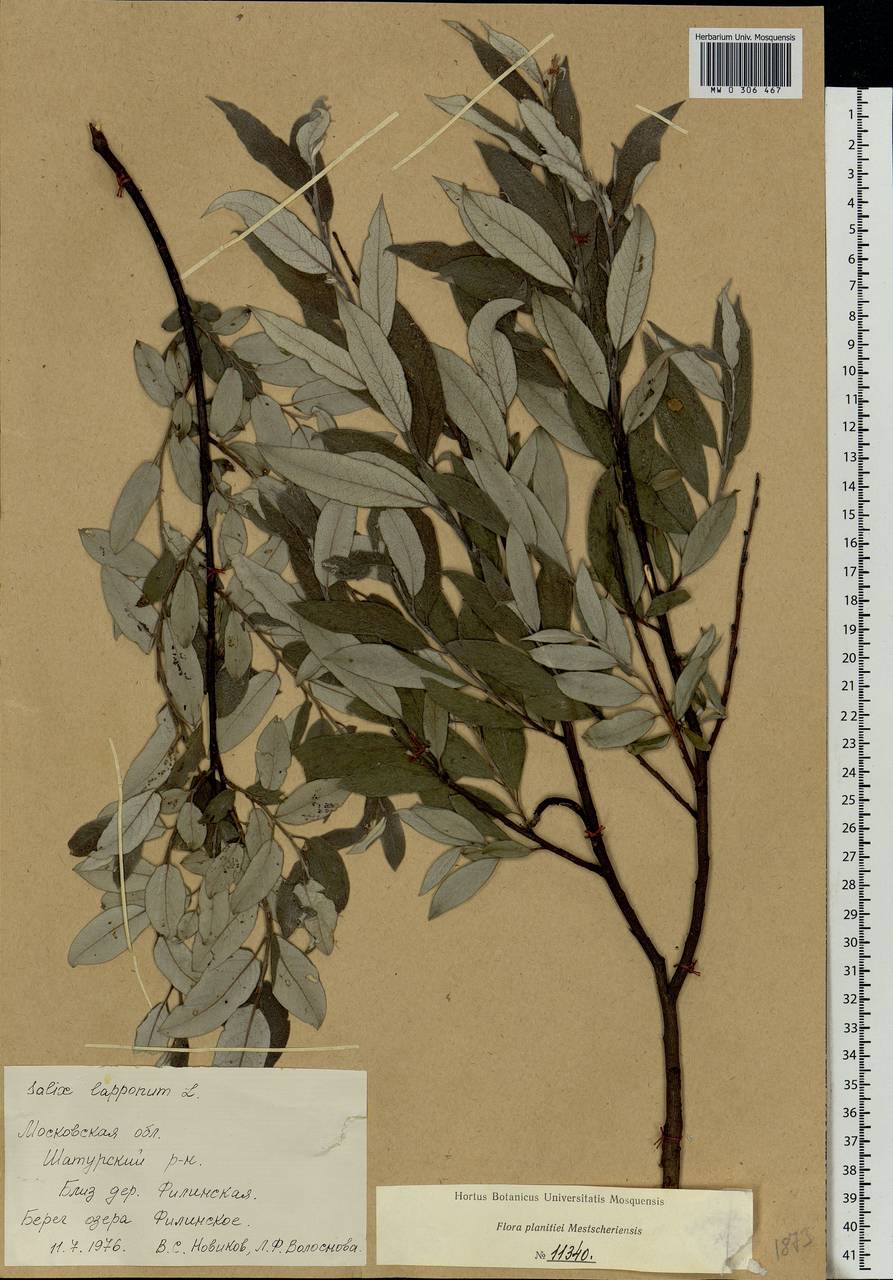 Salix lapponum L., Eastern Europe, Moscow region (E4a) (Russia)