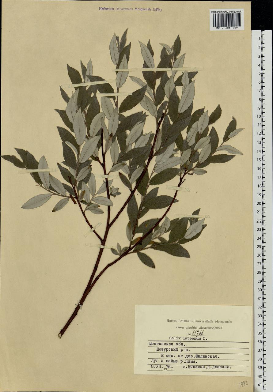 Salix lapponum L., Eastern Europe, Moscow region (E4a) (Russia)