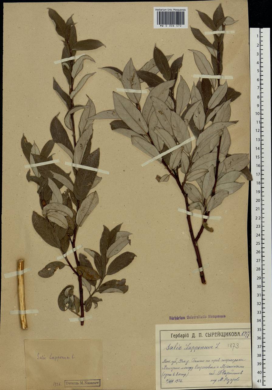 Salix lapponum L., Eastern Europe, Moscow region (E4a) (Russia)