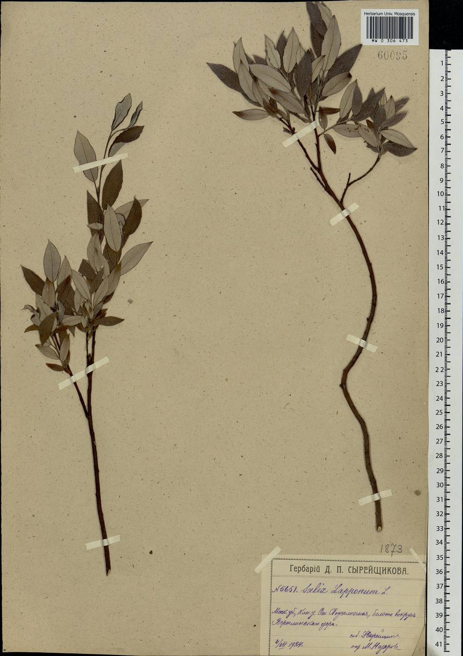 Salix lapponum L., Eastern Europe, Moscow region (E4a) (Russia)
