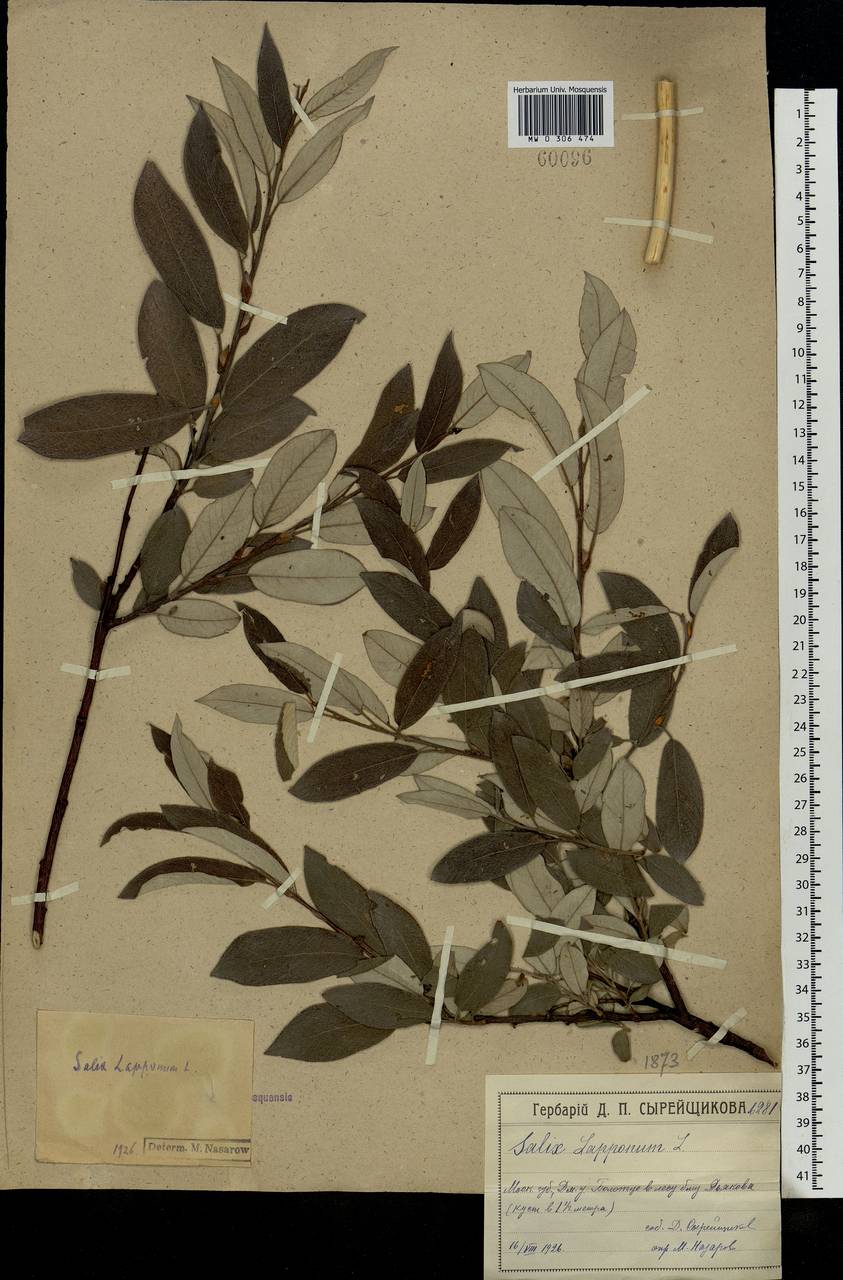 Salix lapponum, Eastern Europe, Moscow region (E4a) (Russia)