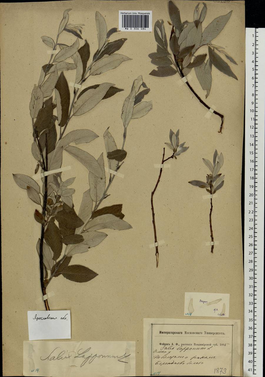 Salix lapponum, Eastern Europe, Central forest region (E5) (Russia)