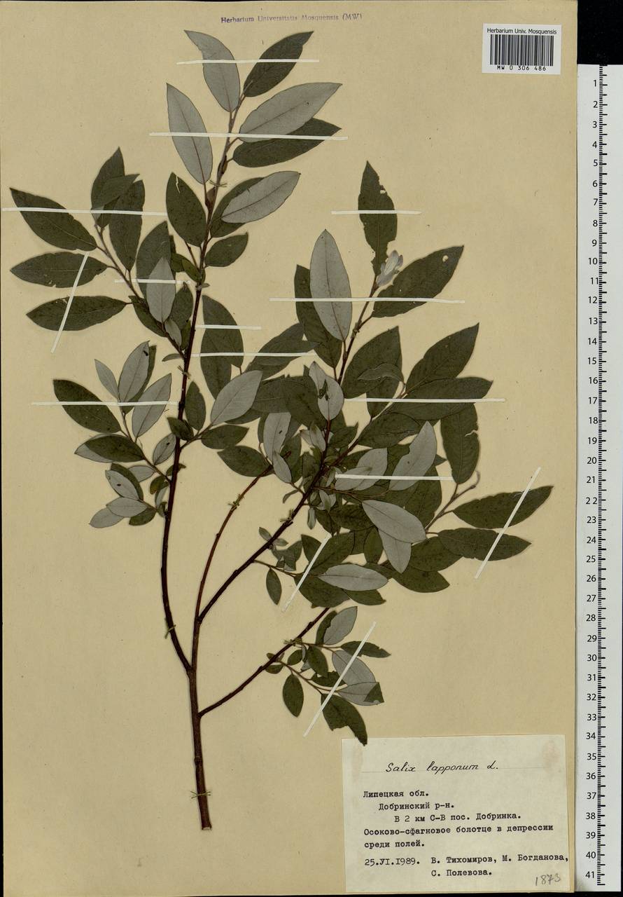 Salix lapponum, Eastern Europe, Central forest-and-steppe region (E6) (Russia)