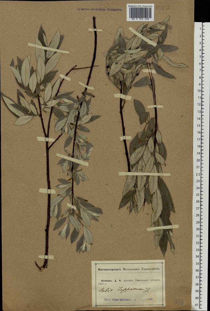 Salix lapponum L., Eastern Europe, Central forest-and-steppe region (E6) (Russia)