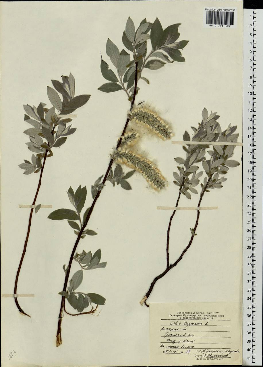 Salix lapponum, Eastern Europe, Central forest-and-steppe region (E6) (Russia)