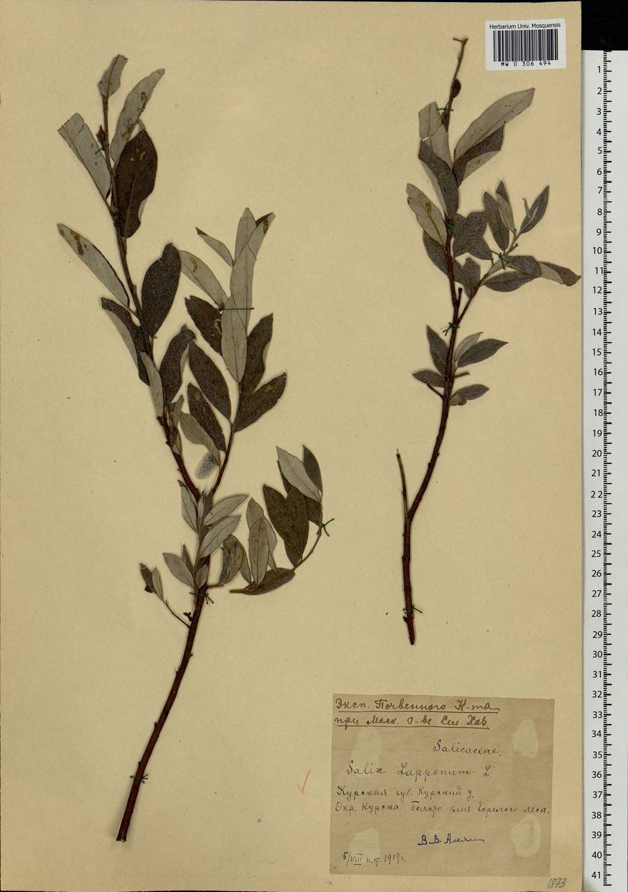 Salix lapponum L., Eastern Europe, Central forest-and-steppe region (E6) (Russia)