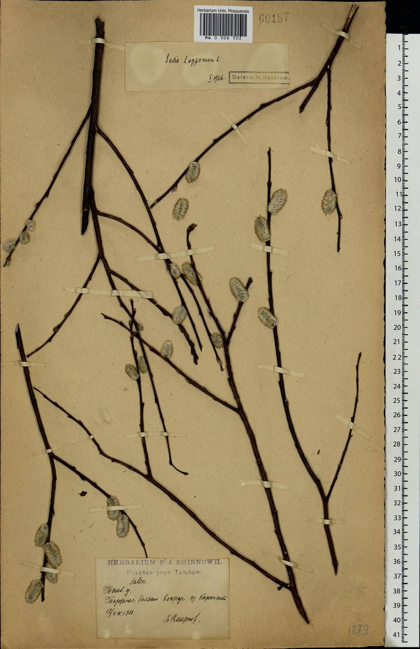 Salix lapponum L., Eastern Europe, Central forest-and-steppe region (E6) (Russia)