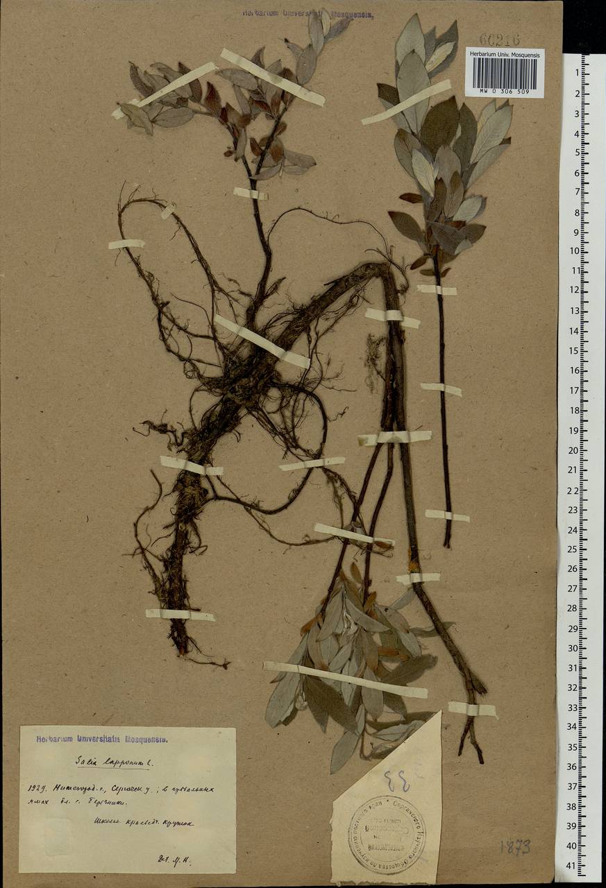 Salix lapponum, Eastern Europe, Volga-Kama region (E7) (Russia)