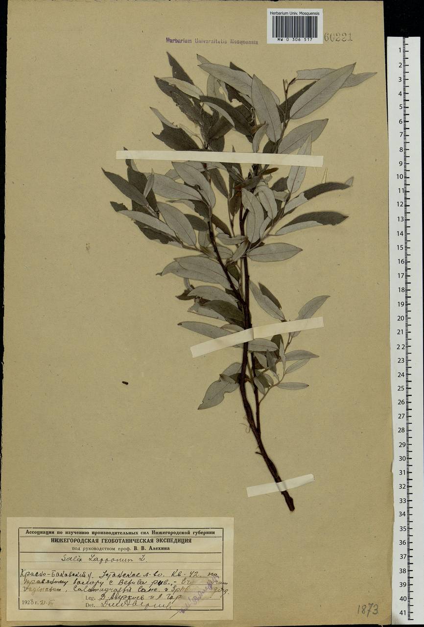 Salix lapponum, Eastern Europe, Volga-Kama region (E7) (Russia)