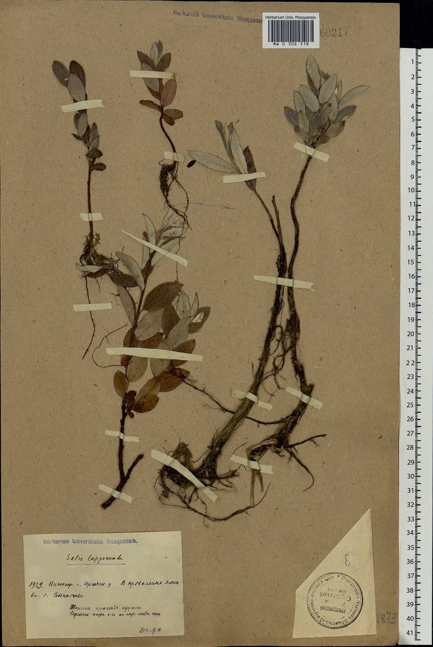 Salix lapponum, Eastern Europe, Volga-Kama region (E7) (Russia)