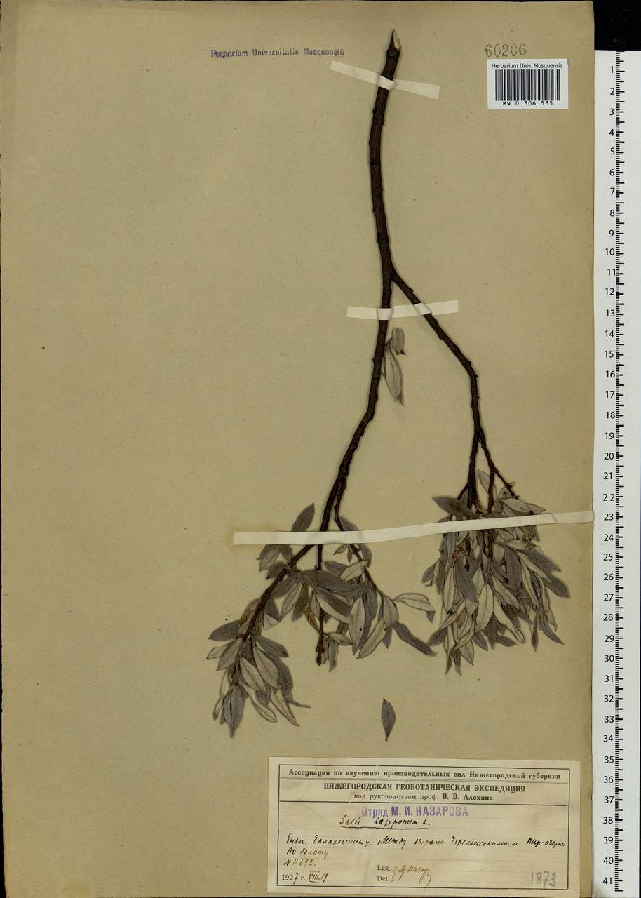 Salix lapponum, Eastern Europe, Volga-Kama region (E7) (Russia)