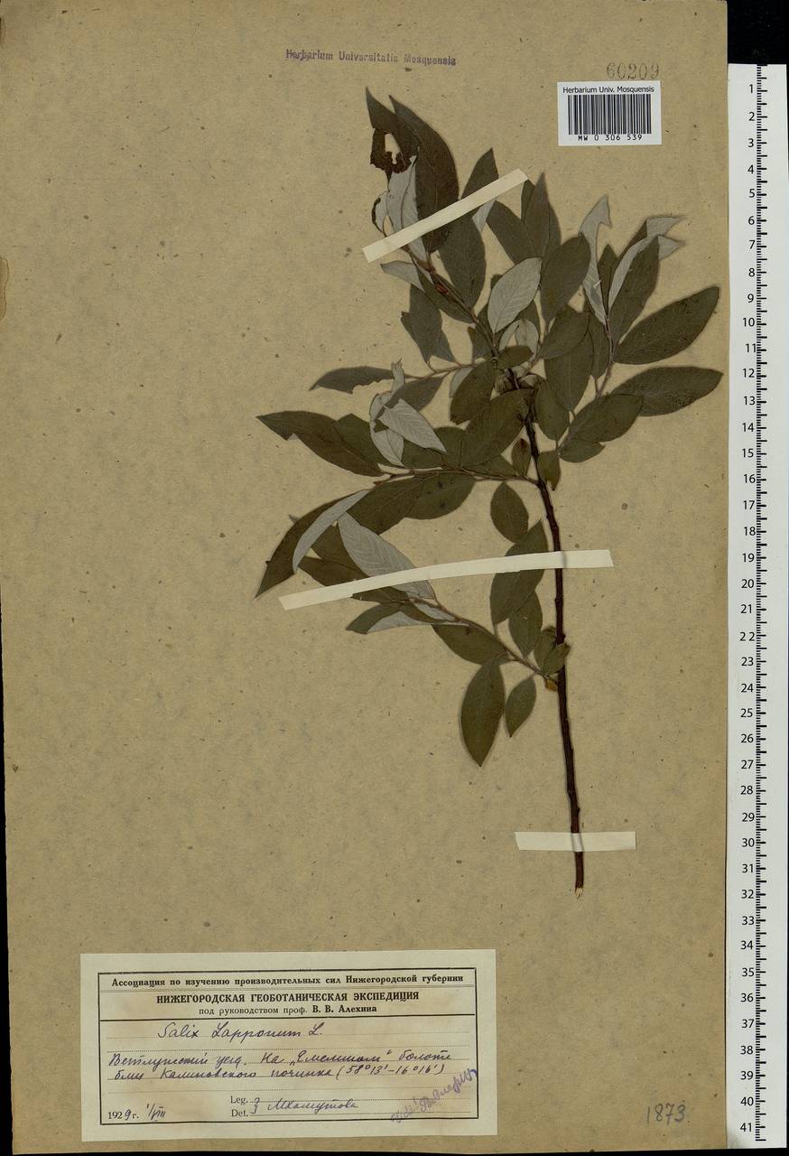 Salix lapponum L., Eastern Europe, Volga-Kama region (E7) (Russia)