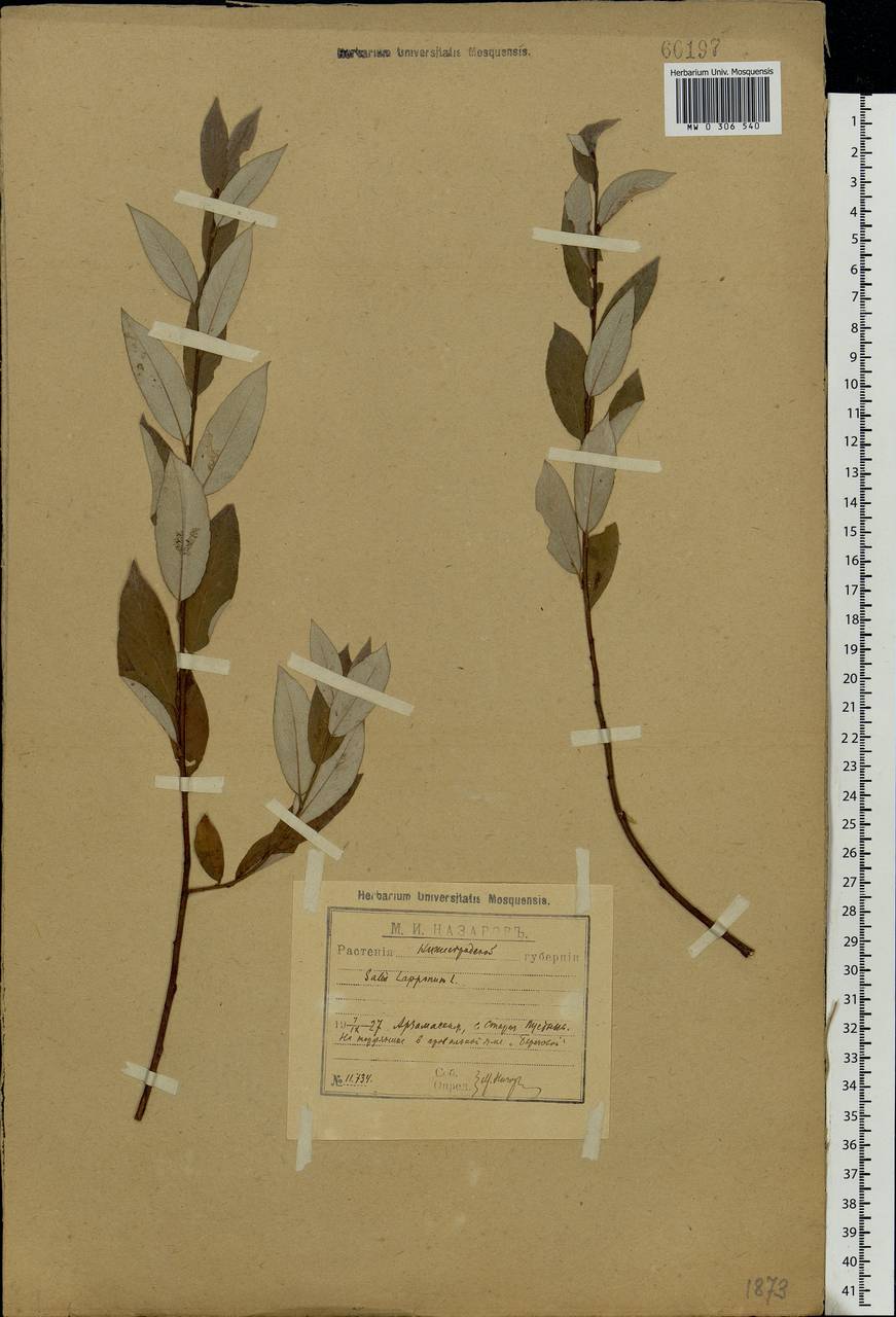 Salix lapponum, Eastern Europe, Volga-Kama region (E7) (Russia)