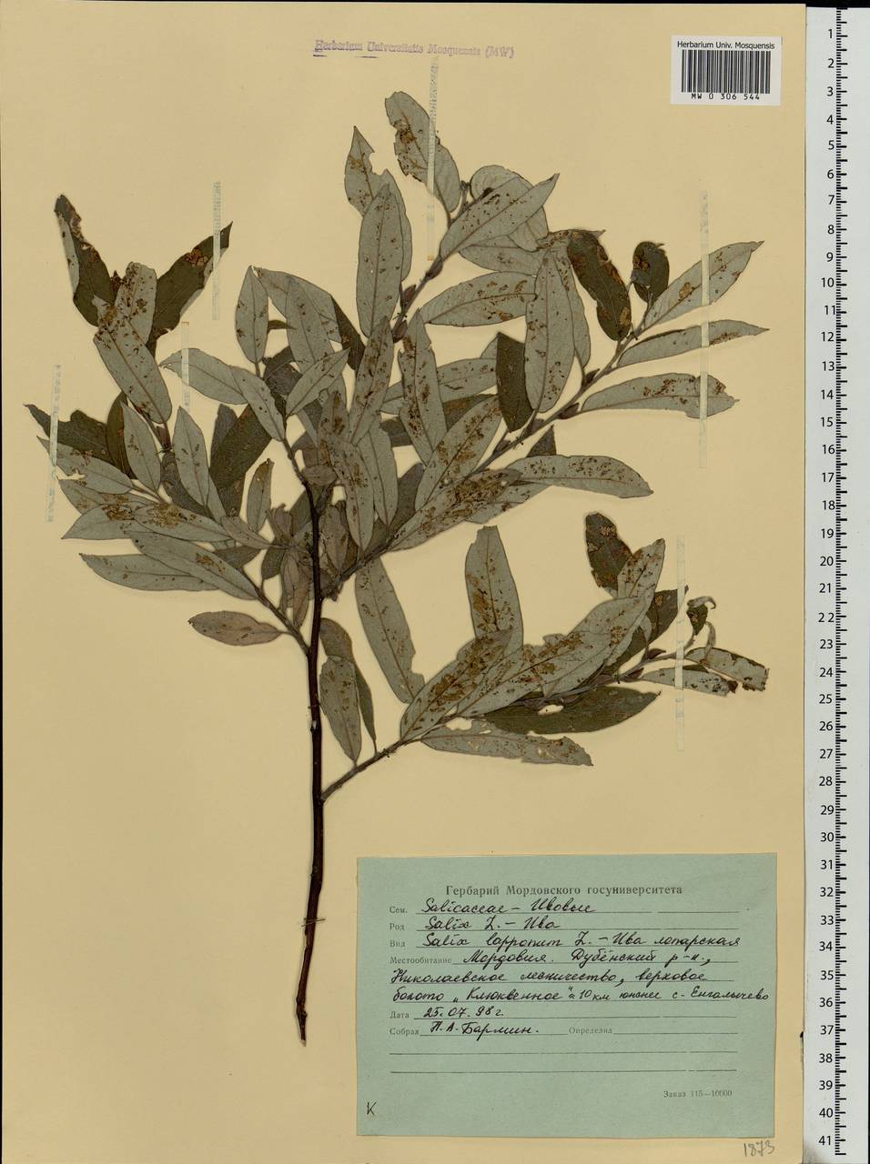 Salix lapponum, Eastern Europe, Middle Volga region (E8) (Russia)