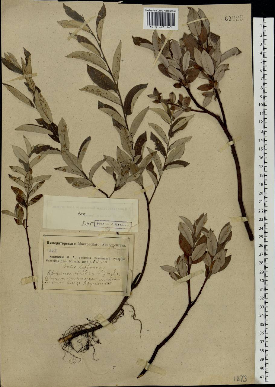 Salix lapponum L., Eastern Europe, Middle Volga region (E8) (Russia)