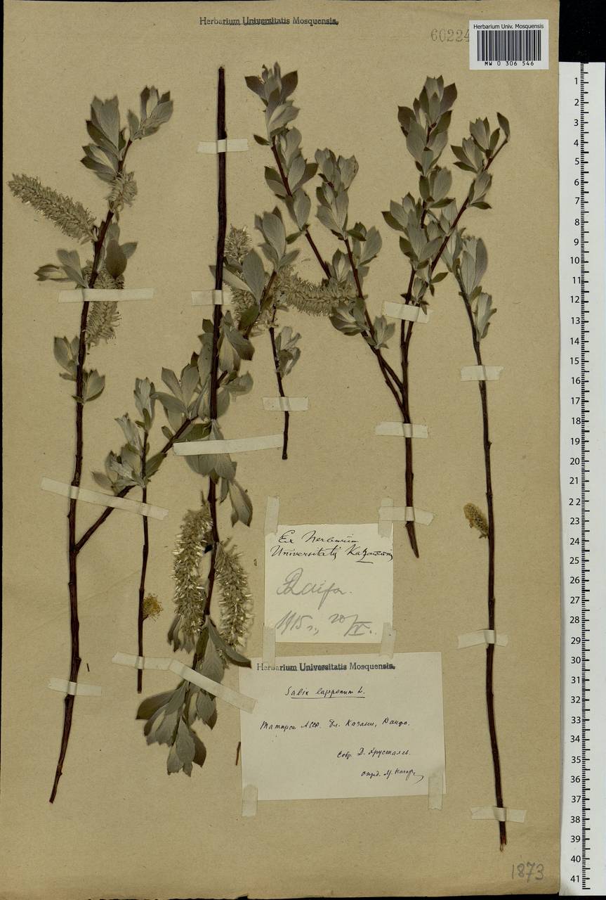 Salix lapponum, Eastern Europe, Middle Volga region (E8) (Russia)