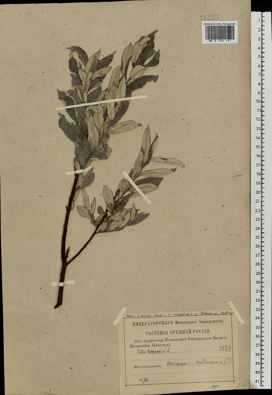 Salix lapponum L., Eastern Europe, Middle Volga region (E8) (Russia)