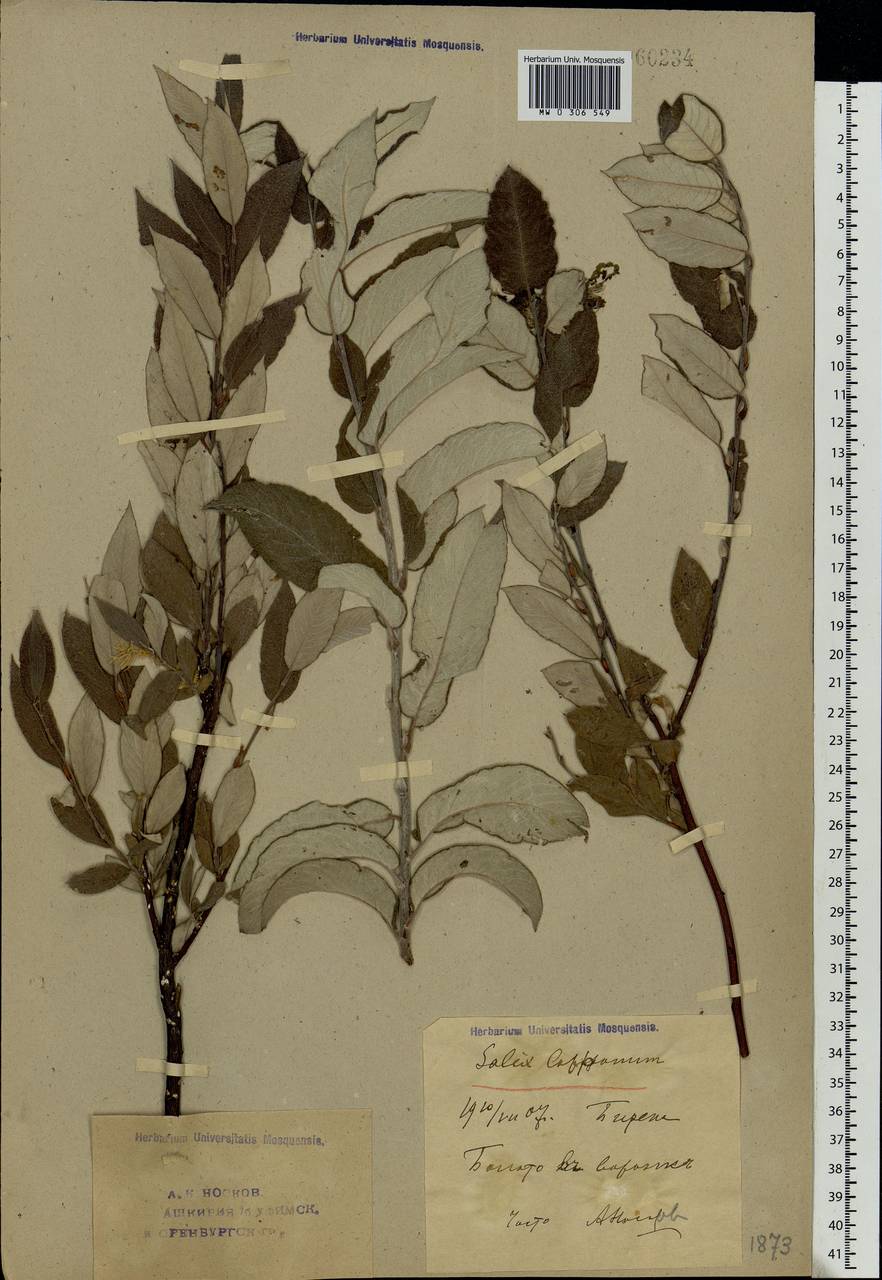 Salix lapponum L., Eastern Europe, Eastern region (E10) (Russia)