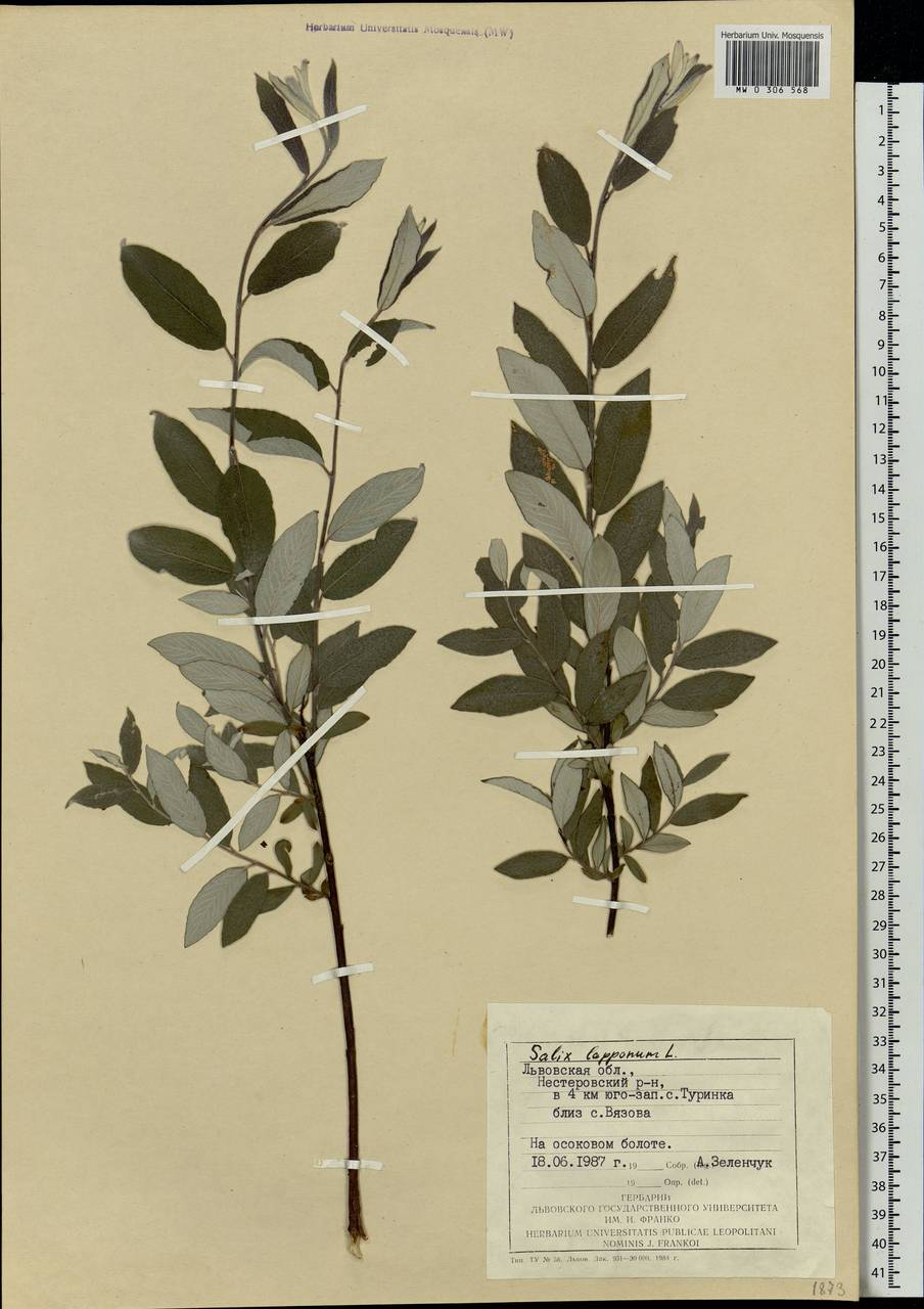 Salix lapponum L., Eastern Europe, West Ukrainian region (E13) (Ukraine)