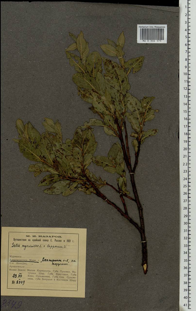 Salix lapponum × myrsinites, Eastern Europe, Northern region (E1) (Russia)