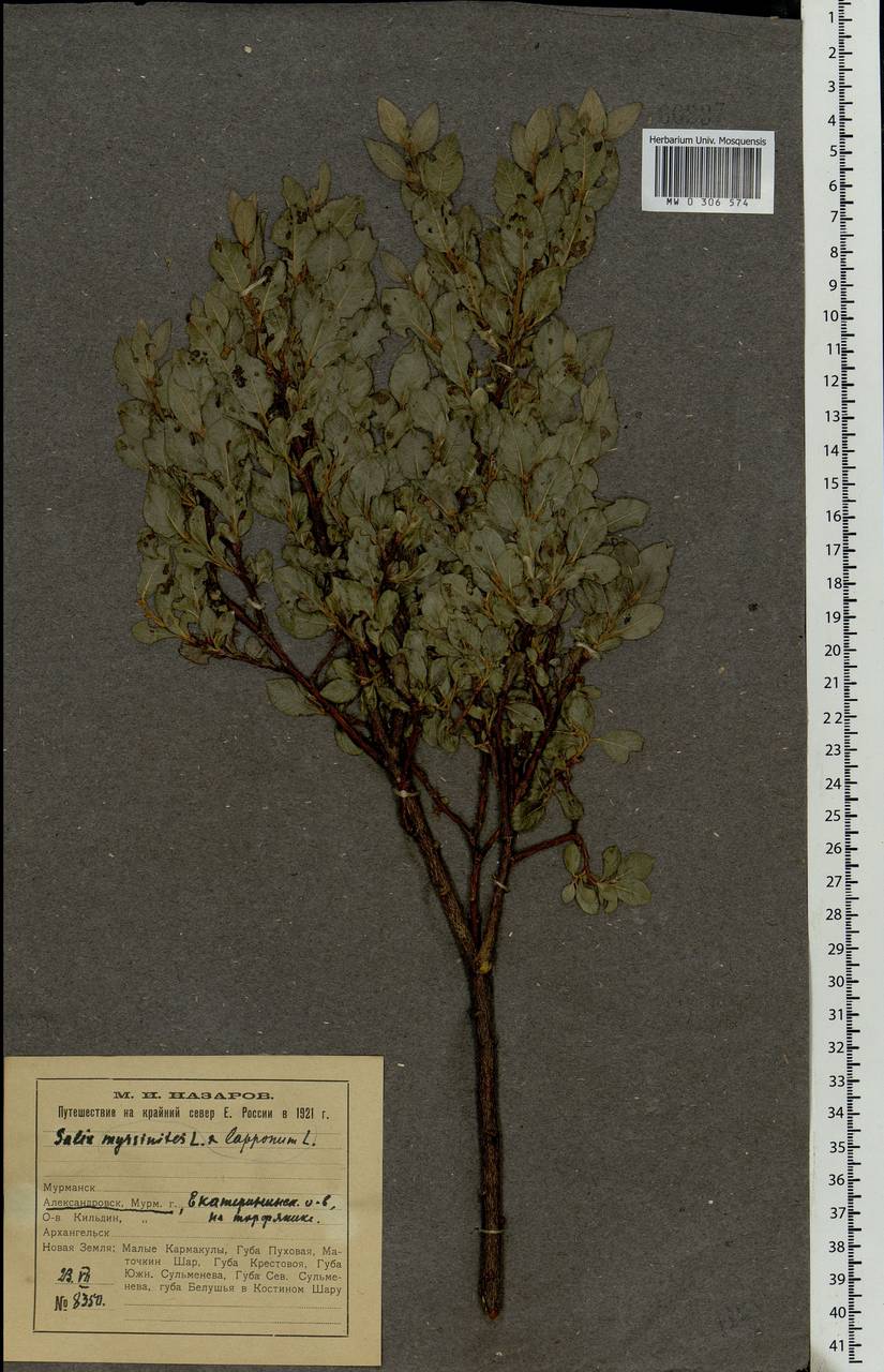 Salix lapponum × myrsinites, Eastern Europe, Northern region (E1) (Russia)