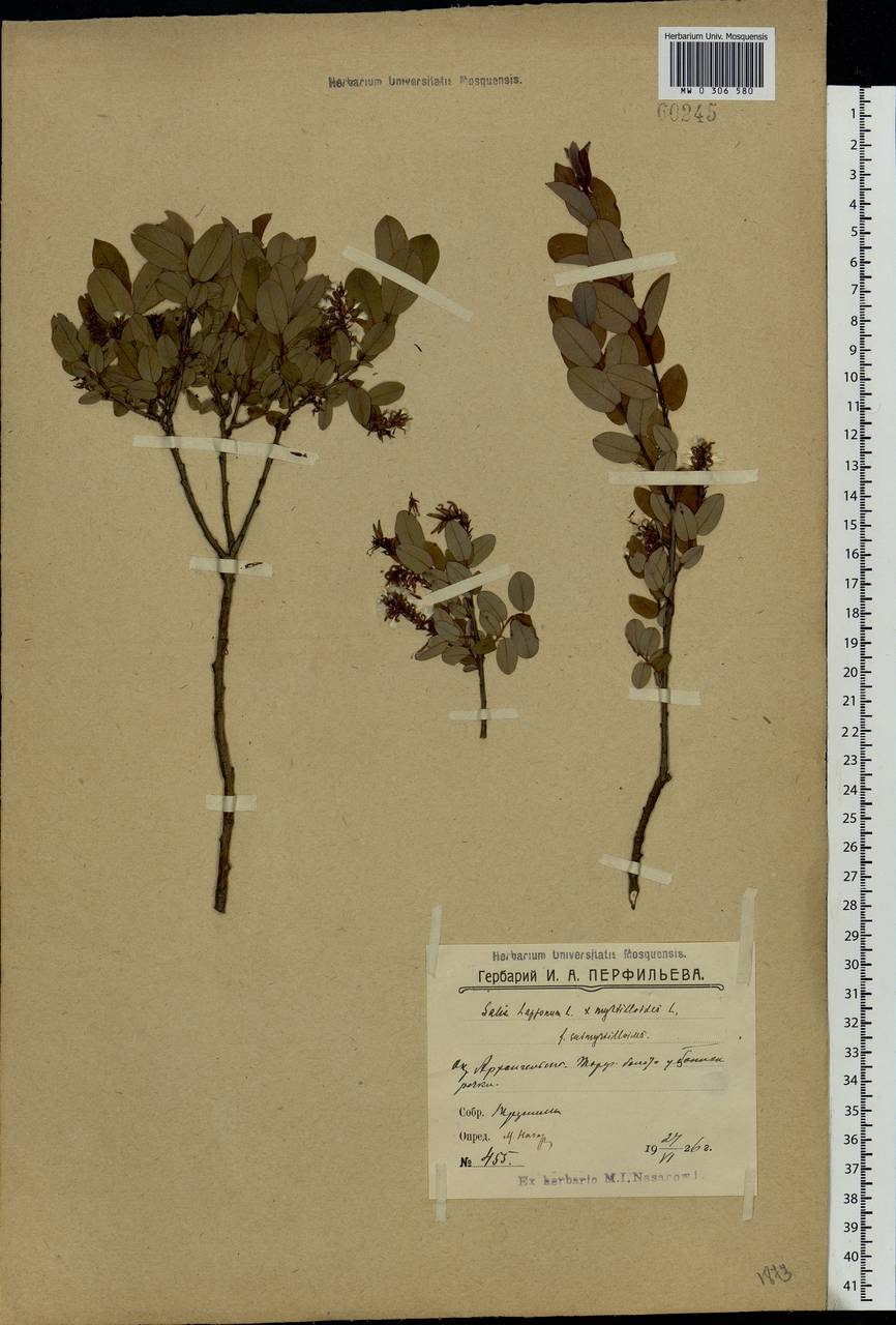 Salix lapponum × myrtilloides, Eastern Europe, Northern region (E1) (Russia)