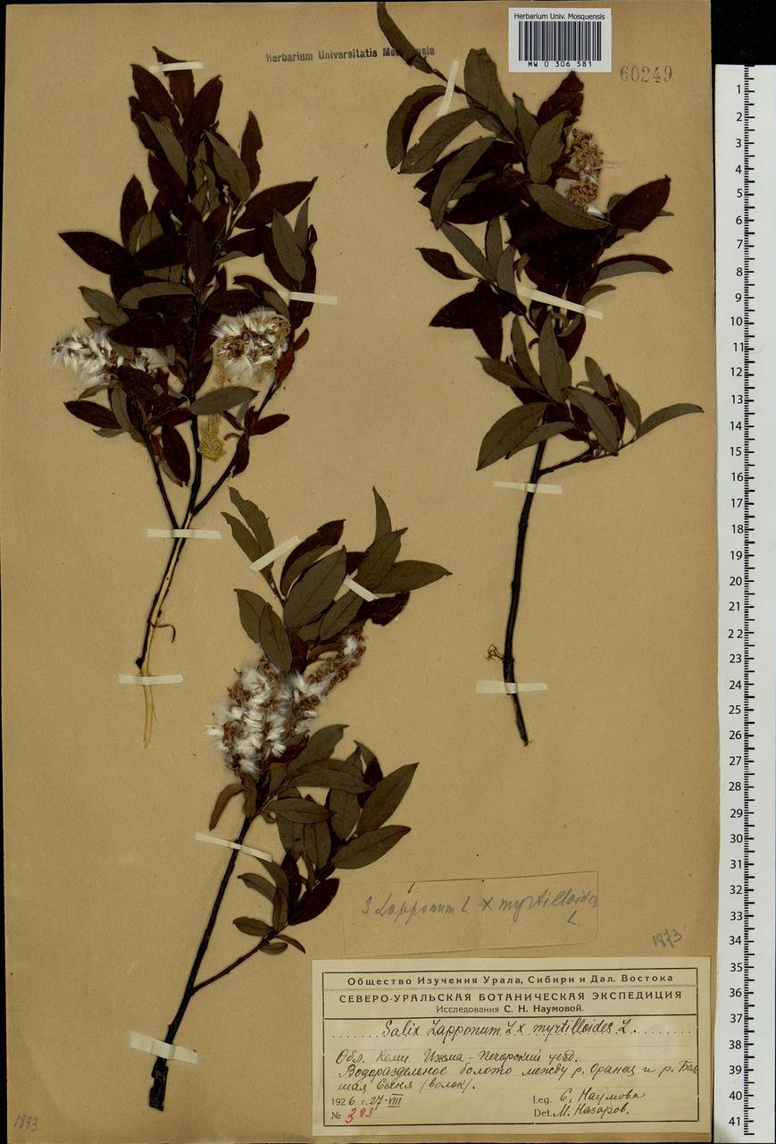 Salix lapponum × myrtilloides, Eastern Europe, Northern region (E1) (Russia)