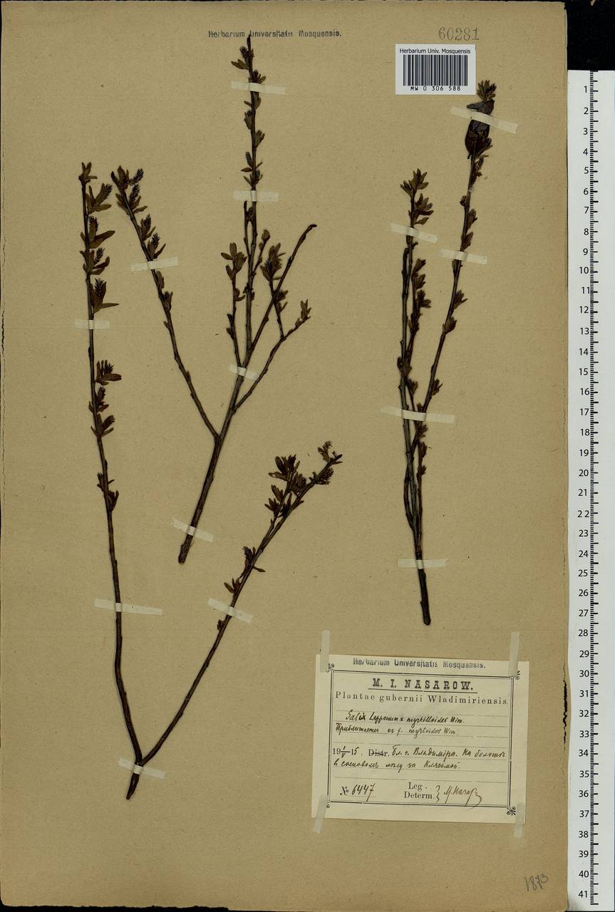 Salix lapponum × myrtilloides, Eastern Europe, Central region (E4) (Russia)