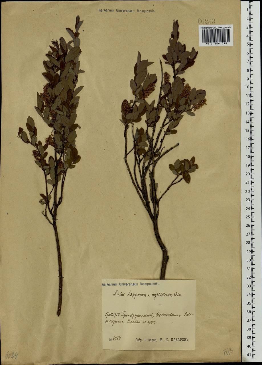 Salix lapponum × myrtilloides, Eastern Europe, Central region (E4) (Russia)