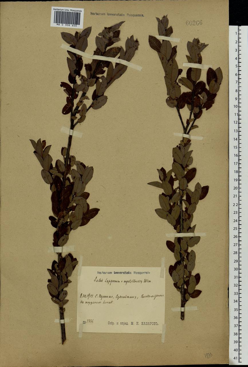 Salix lapponum × myrtilloides, Eastern Europe, Moscow region (E4a) (Russia)