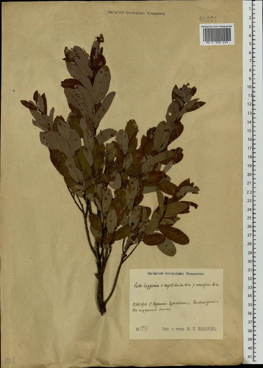 Salix lapponum × myrtilloides, Eastern Europe, Moscow region (E4a) (Russia)