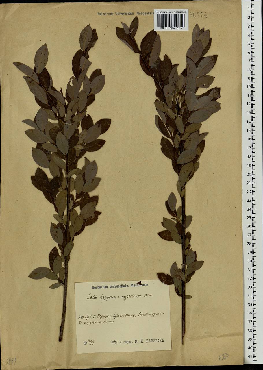 Salix lapponum × myrtilloides, Eastern Europe, Moscow region (E4a) (Russia)