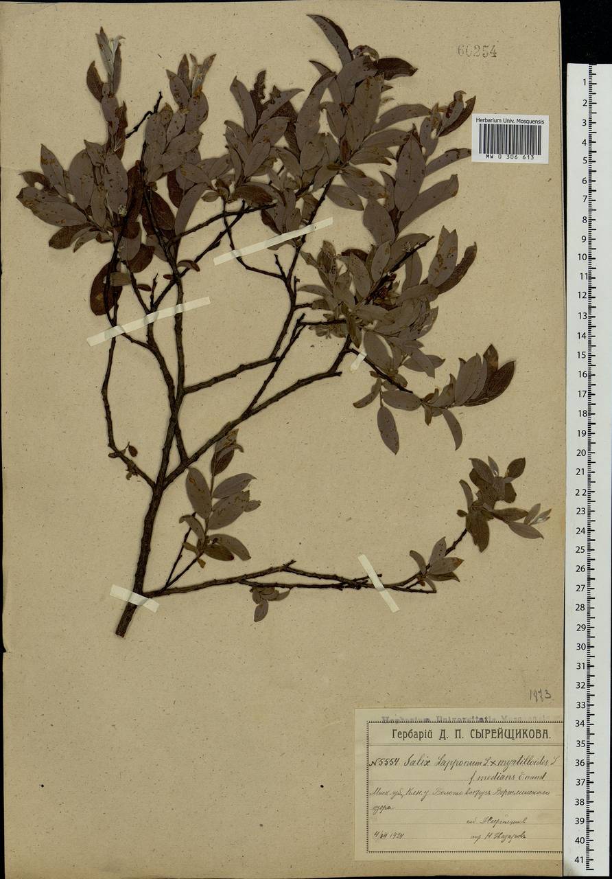Salix lapponum × myrtilloides, Eastern Europe, Moscow region (E4a) (Russia)